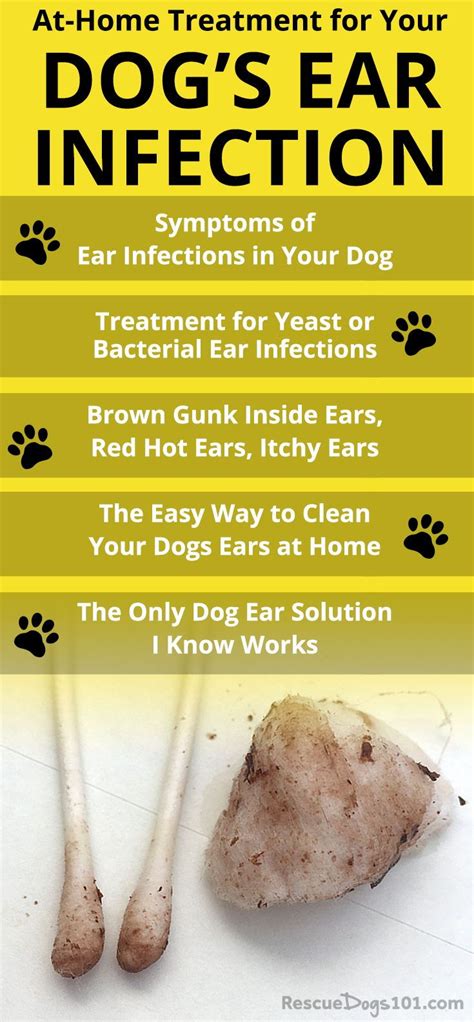 Signs of Ear Infection in Dogs - Care and Remedy - Dog Dwell