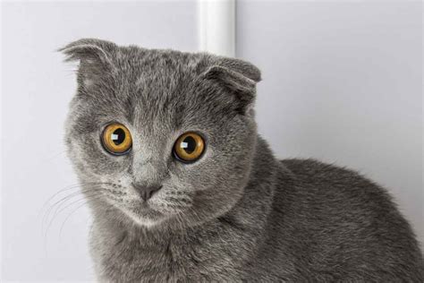 Feline breed profile: All about Scottish Fold cats | ElleVet Sciences