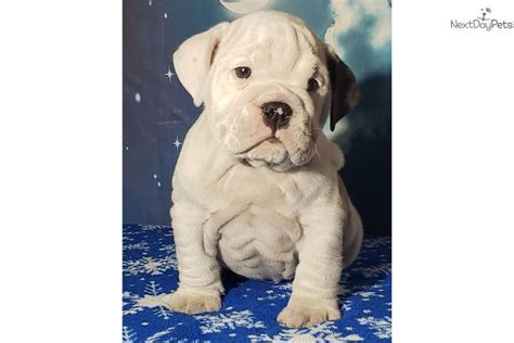 29+ Shorty Bulldog Puppies For Sale Pic - Bleumoonproductions