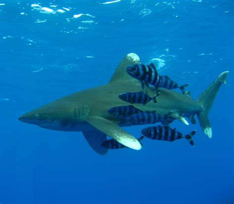 Oceanic Whitetip Shark | Carcharhinus longimanus | Shark Database