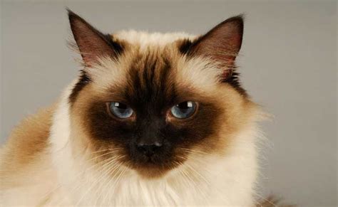 Calico Ragdoll Cat (Everything You Need To Know About Calico Ragdoll ...