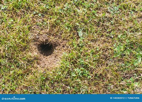 Mouse or Vole Hole in the Spring Lawn, Lawn Cultivation Problem Stock Photo - Image of grass ...