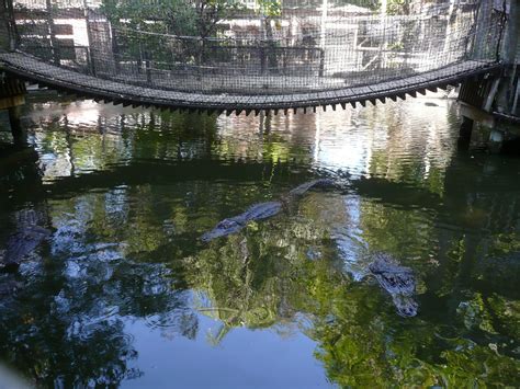 Florida Suncoast Birding: Flamingos - Everglades Wonder Gardens