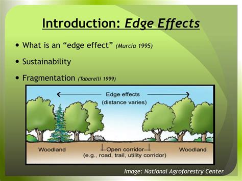 PPT - Edge Effects and Carbon Sequestration in the Mata Atlântica PowerPoint Presentation - ID ...