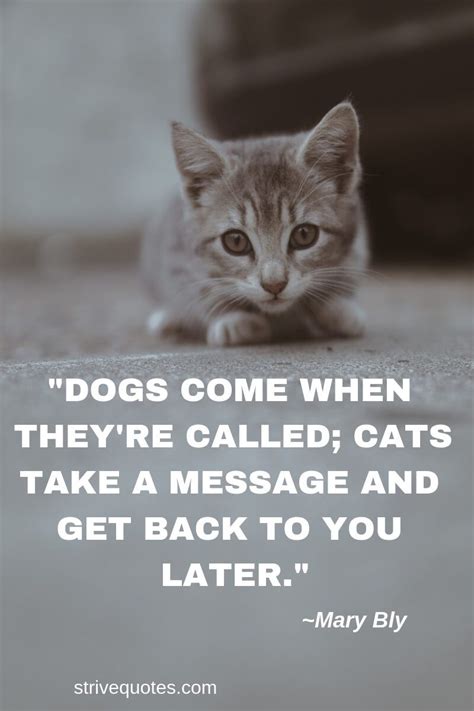 Funny Cat Pics With Quotes - ShortQuotes.cc