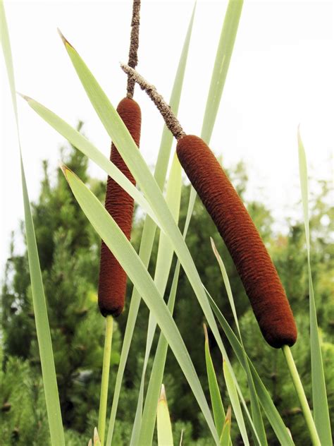 Edible Parts Of Cattail Plants: What Parts Of Cattail Are Edible ...