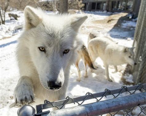 Arctic wolves in Minnesota adjusting to new pack | MPR News