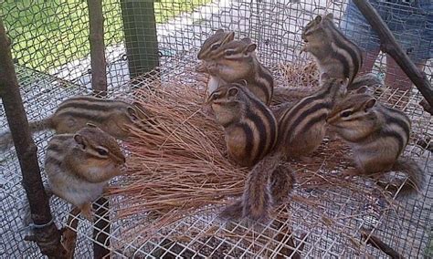 Siberian Chipmunk: Agile Rodent with Unique Burrowing Habits