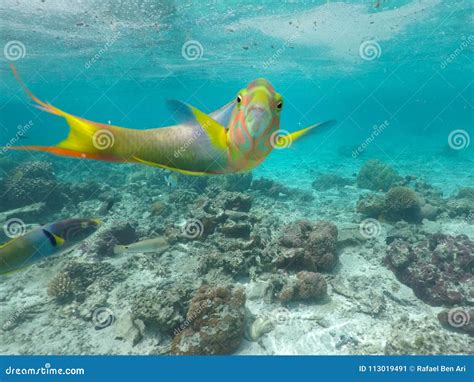 Parrotfish Fish Looking at the Camera in a Coral Reef Stock Image - Image of clear, pacific ...