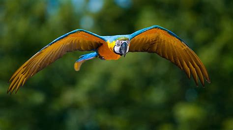 1536x864px | free download | HD wallpaper: blue and orange macaw ...