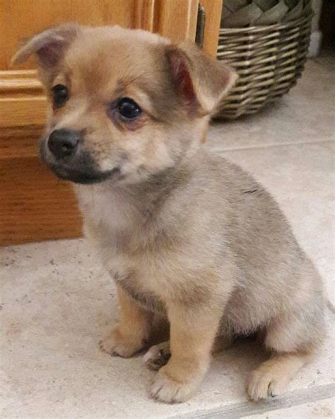 Ivanka. 8 week old Pomchi | Pets, Dogs, Animals