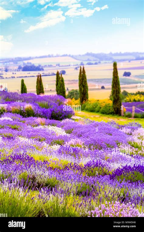 Lavender fields in England, UK Stock Photo - Alamy