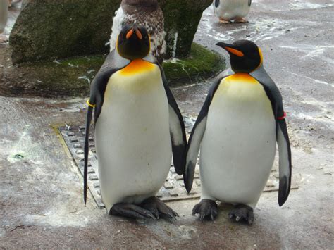 penguin couple by Engimax on DeviantArt