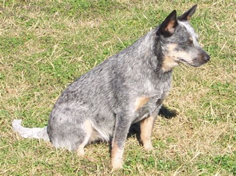 Blue Heeler Dog Breed Temperament Diet And Training - Platpets ...