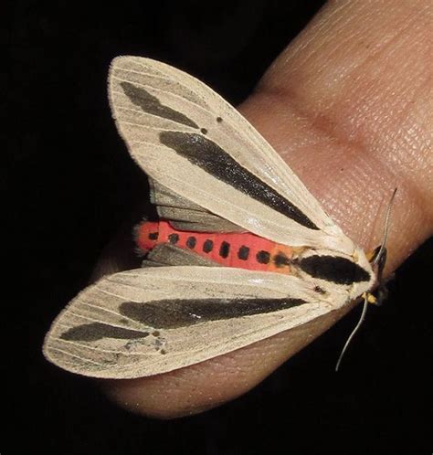 This incredible moth is one of Australia’s strangest insects | Insects ...