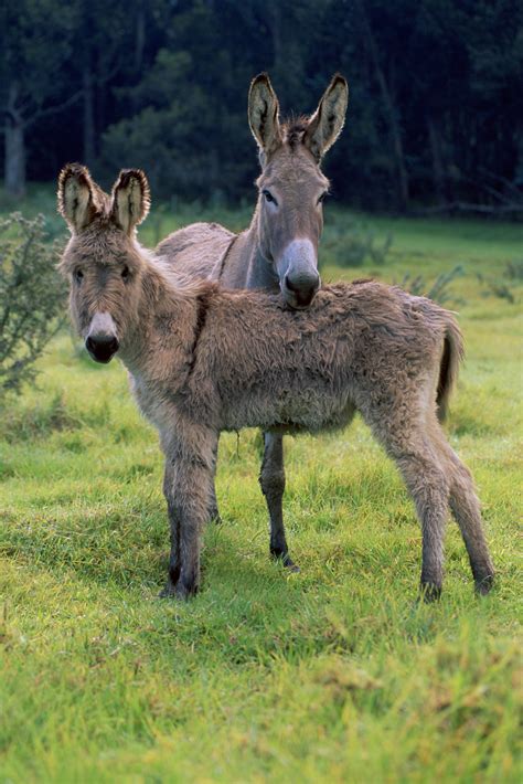 How to Care for a Baby Donkey | Animals - mom.me