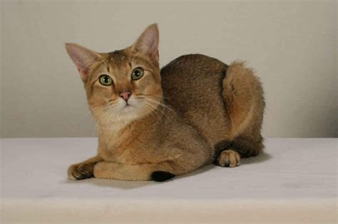 Chausie Cat Info, History, Personality, Kittens, Diet, Pictures