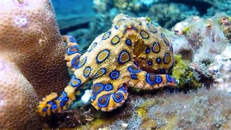 The Blue-Ring Octopus... The Blue-ringed octopus, in spite of their little size, 12 to 20 cm (5 ...