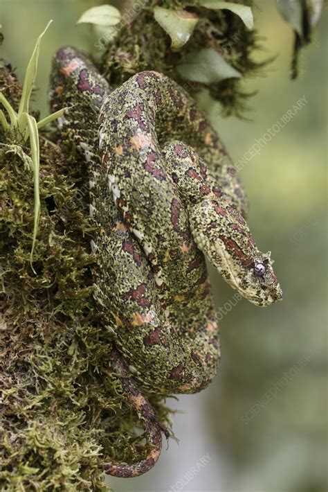 Eyelash pit viper in camouflaged form - Stock Image - C058/8093 - Science Photo Library