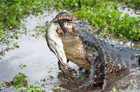 Eat ya later, alligator! Smaller reptile falls prey to bigger rival who ...