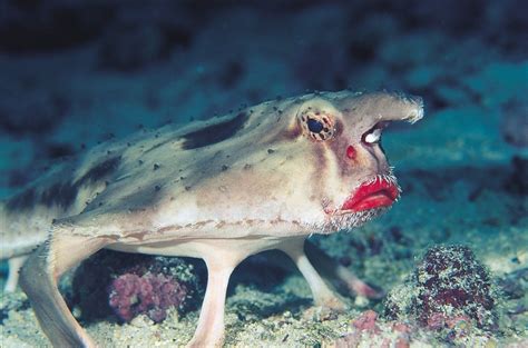 Red-lipped Batfish - Facts Pod