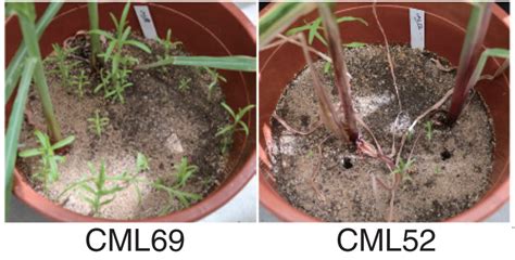 Weeding the witchweed by changing strigolactone biosynthesis in maize | Plantae