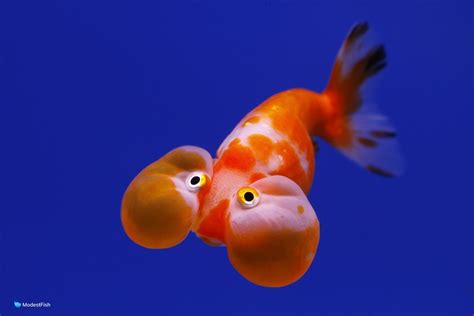 Bubble Eye Goldfish Care Guide & Tank Set Up For Beginners