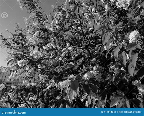 Flowering Apple Tree Branches Close-up on Black White Image Stock Image ...