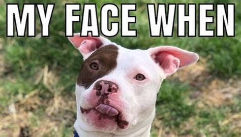 The 15 Funniest Pitbull Memes of the Week! - PetPress