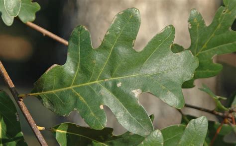 white oak (Quercus alba) | Wyoming / Kentwood Now