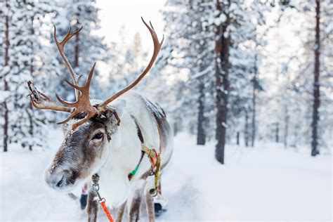 What makes reindeer antlers unbreakable? - Earth.com