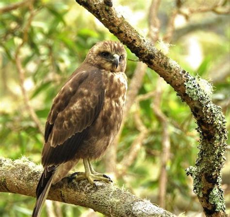 Hawaiian Hawk – birdfinding.info