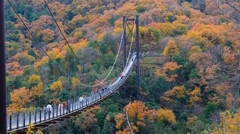 Autumn suspension bridge stock photo. Image of japan - 236160480