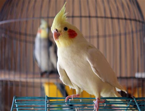 8 Top Yellow Parrots to Keep as Pets