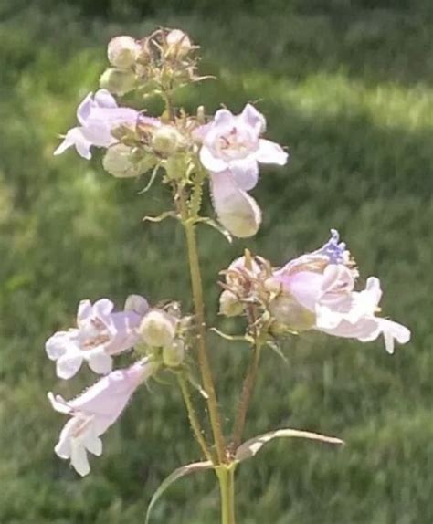 Tall Grass Prairie Flower Pics | TreasureNet 🧭 The Original Treasure ...