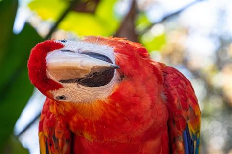 ¿Cuánto vive un guacamayo? Todo sobre la vida del guacamayo - Psittacology