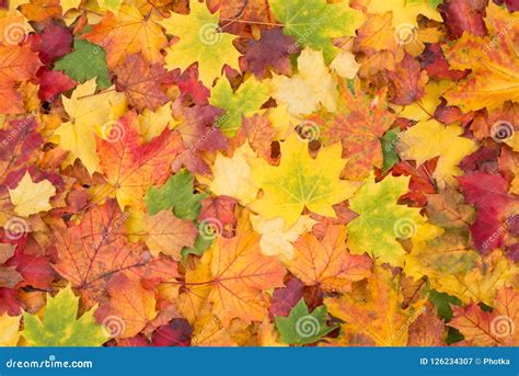 Orange, Red, Yellow and Green Maple Leaves Fall Background Stock Image - Image of september ...