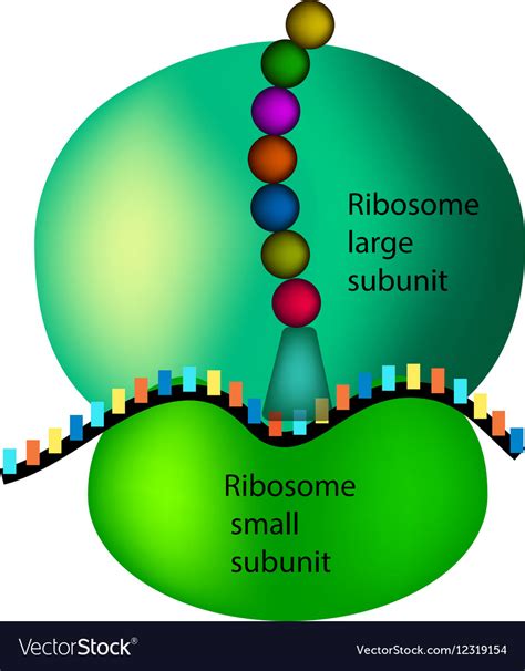 Ribosome Structure And Function