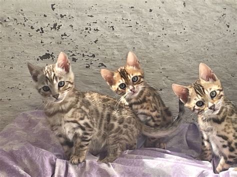 bengal kittens for adoption | Quick Market