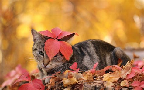 Autumn Cat Wallpapers - Top Free Autumn Cat Backgrounds - WallpaperAccess