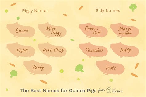 100 Names for Pet Guinea Pigs