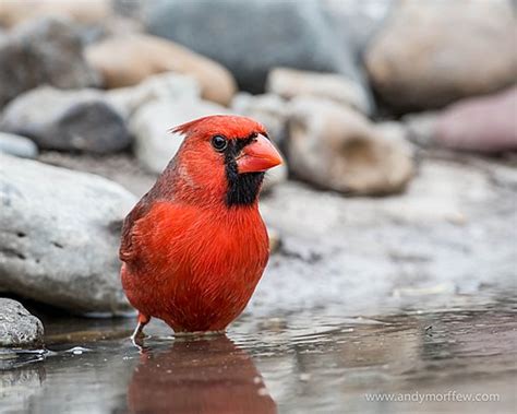 The Northern Cardinal: Illinois State Bird - Veterinary Medicine at Illinois