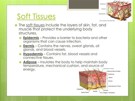 Soft Tissue Diagram