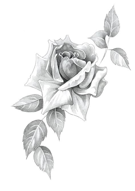 Drawings In Pencil Of Roses