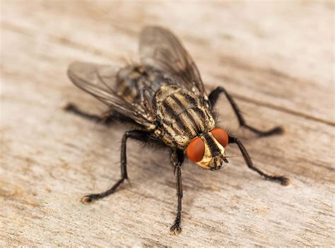 Commercial Fly Pest Control | Fliy Exterminator & Treatments