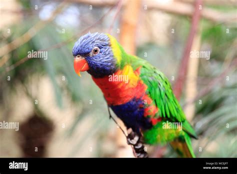 West Midlands Safari Park Stock Photo - Alamy