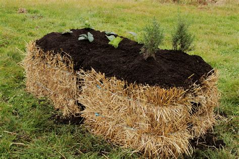 How to Start a Straw Bale Garden