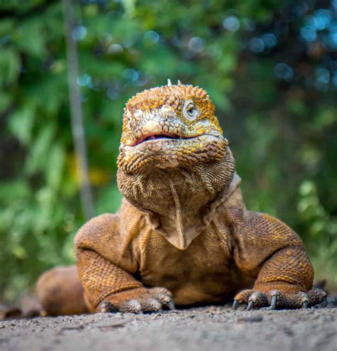 30 Amazing Galapagos Islands Animals