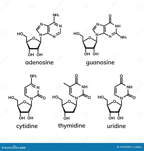 Pyrimidine and Purine Nucleosides Stock Vector - Illustration of structure, chemical: 151415051