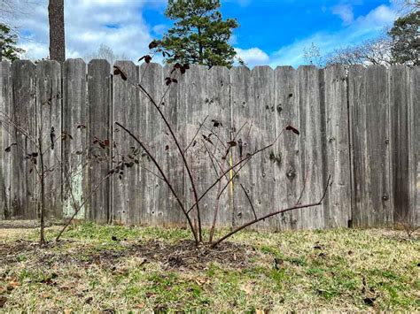 The Ultimate Guide to Pruning Blackberries (+ Video) – The Fruit Grove